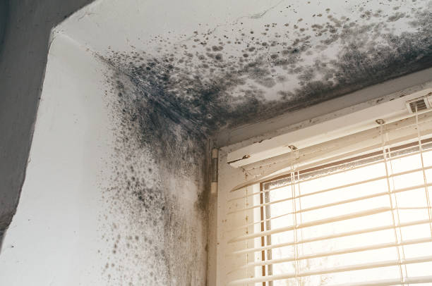 Trusted Bathroom Mold Removal service in Wakefield, VA - Cheap Mold Removal