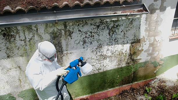 Trusted Mold Removal service in Wakefield, VA - Cheap Mold Removal